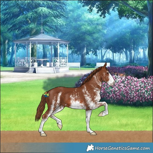Horse Color:White Spotted Chestnut 