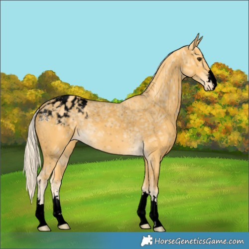 Horse Color:Void Palomino Ice Appaloosa 