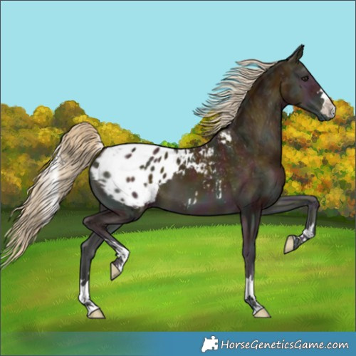 Horse Color:Midnight Palomino Ice Onyx Appaloosa