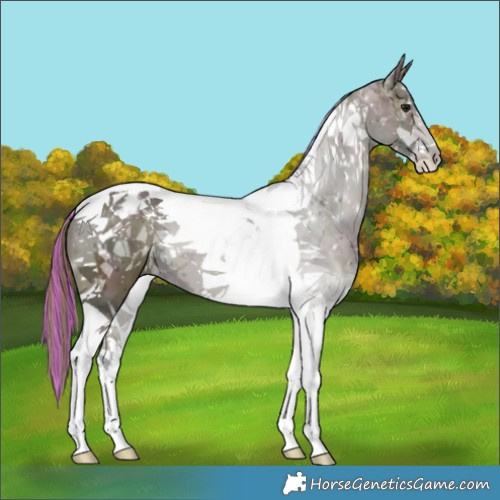 Horse Color:Painted Midnight Buckskin Ice Tobiano Appaloosa 