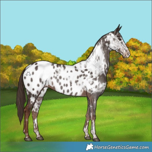 Horse Color:White Spotted Liver Chestnut Ice Appaloosa 