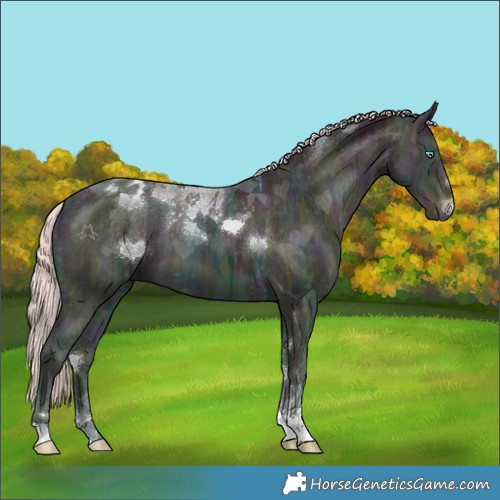 Horse Color:Midnight Cremello Ice Tobiano Appaloosa 