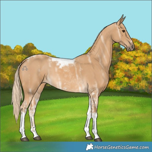 Horse Color:Palomino Ice Tobiano 