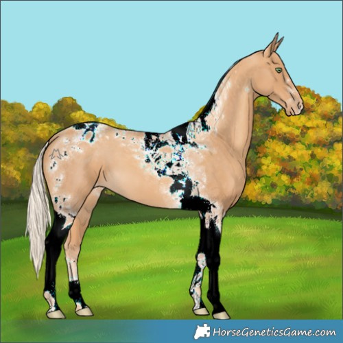 Horse Color:Gold Cream Champagne Tobiano Appaloosa 