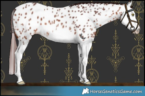Horse Color:White Spotted Chocolate Bay Splash Near Leopard Rabicano 
