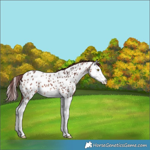 Horse Color:White Spotted Chocolate Bay Splash Appaloosa Rabicano 