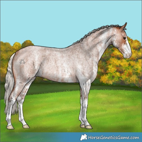 Horse Color:White Spotted Silver Bay Roan Rabicano 