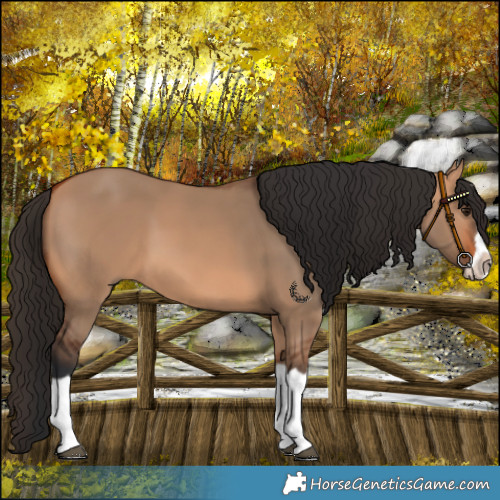 Horse Color:Bay Dun Splash Frame 