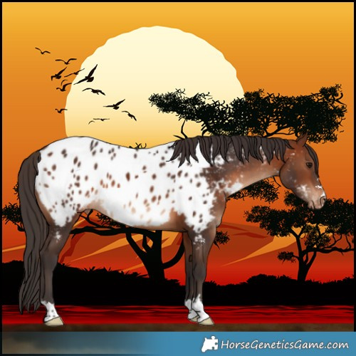 Horse Color:Brown Near Leopard 