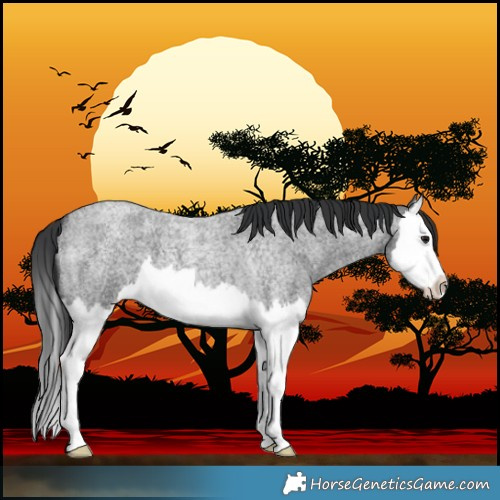 Horse Color:Blue Roan Splash 