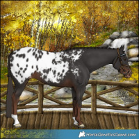 Horse Color:Liver Chestnut Blanket