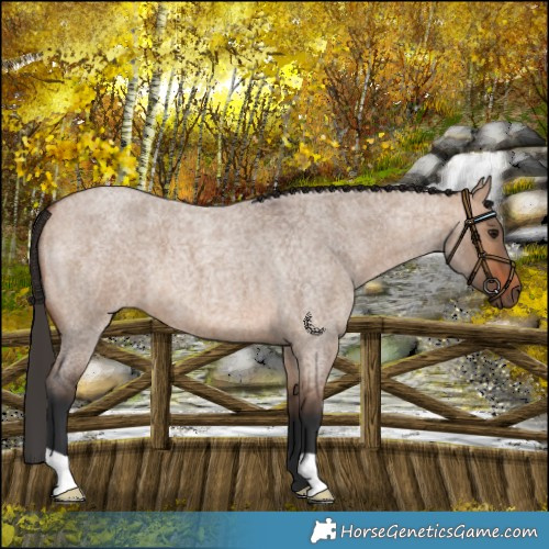 Horse Color:Bay Roan Dun 