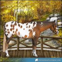 Horse Color:Chocolate Palomino Blanket 