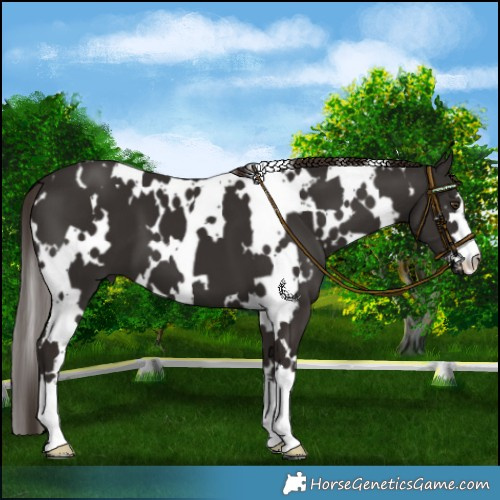 Horse Color:White Spotted Liver Chestnut 