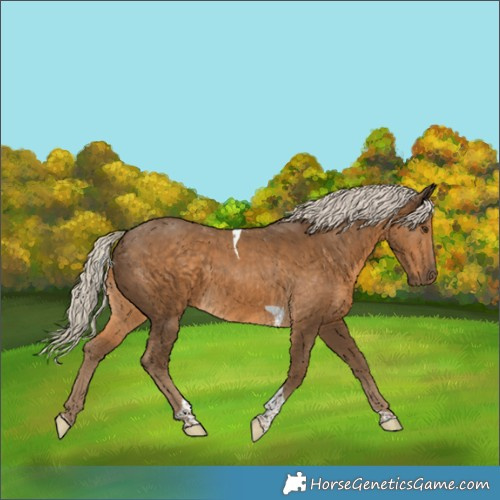 Horse Color:Chocolate Palomino Tobiano 