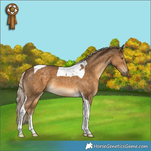 Horse Color:Chocolate Palomino Tobiano 