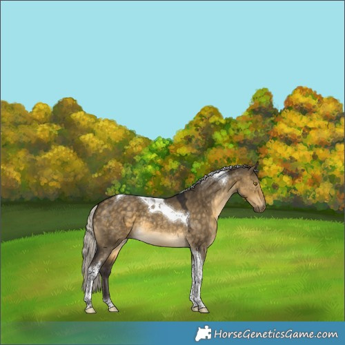 Horse Color:Silver Buckskin Dun Tobiano