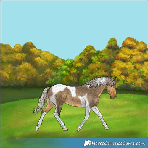Horse Color:Silver Buckskin Dun Tobiano 