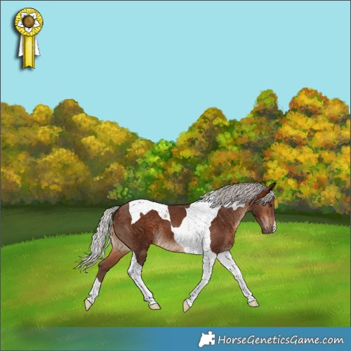 Horse Color:Silver Brown Tobiano 