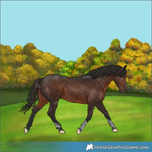 Horse Color:Liver Chestnut Tobiano 