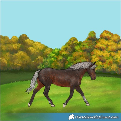 Horse Color:Silver Brown Tobiano 