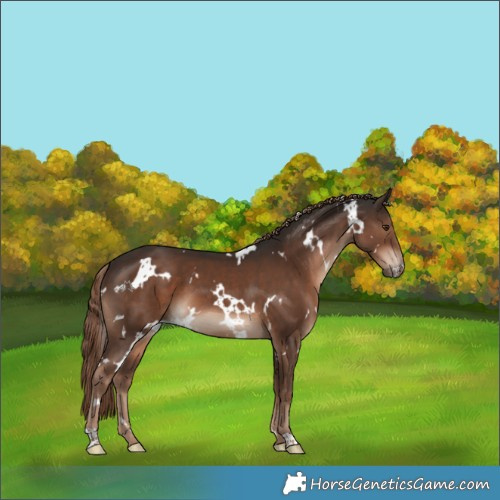 Horse Color:White Spotted Liver Chestnut 