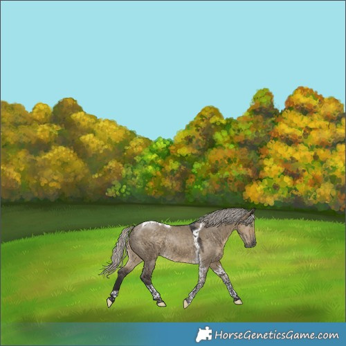 Horse Color:Silver Smoky Grullo Tobiano