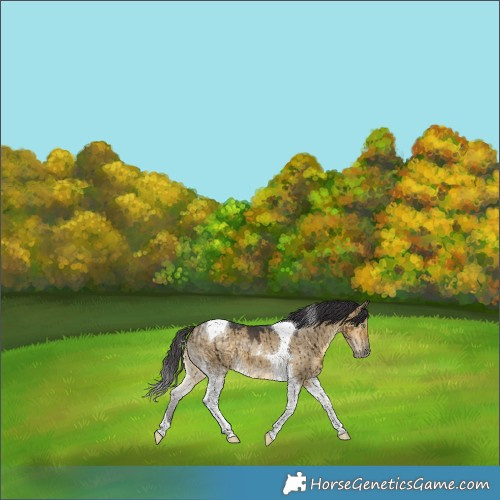 Horse Color:Buckskin Dun Tobiano Brindle
