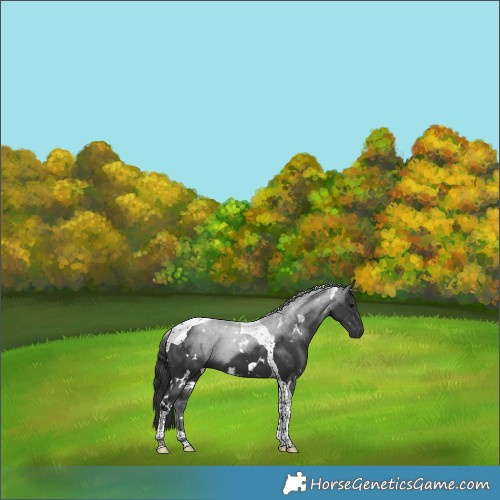 Horse Color:White Spotted Black Tobiano