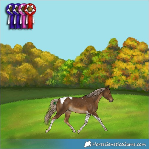 Horse Color:Chocolate Palomino Tobiano Rabicano 