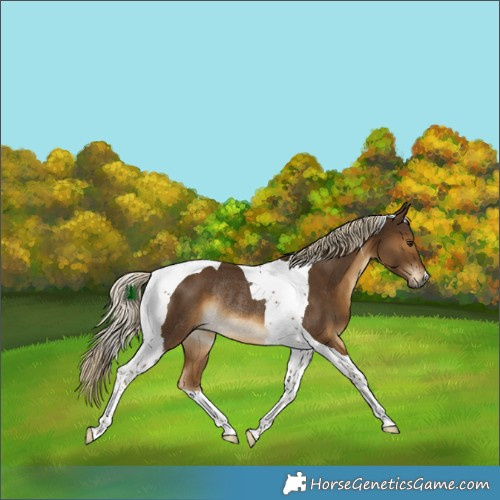 Horse Color:Chocolate Palomino Tobiano Rabicano 