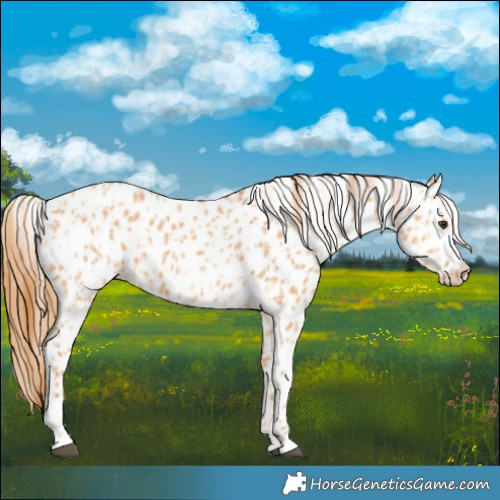 Horse Color:Red Dun Appaloosa  and Red Dun Appaloosa 