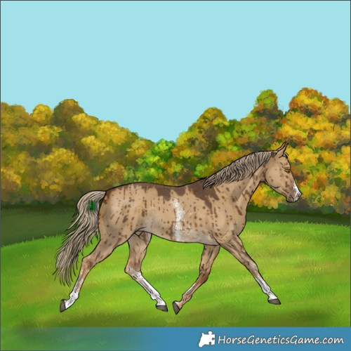 Horse Color:Chocolate Palomino Dun Sabino Rabicano Brindle 