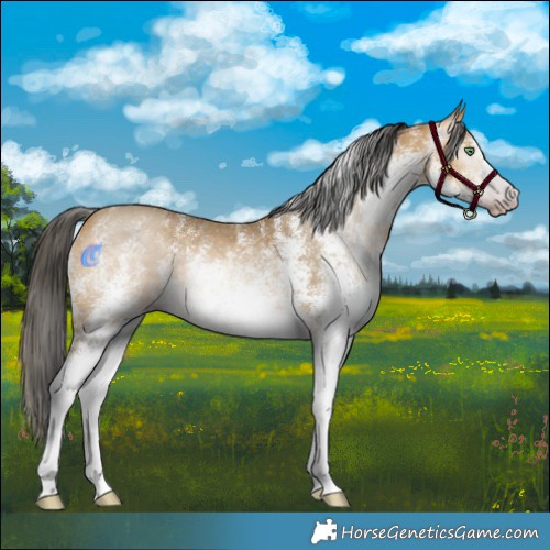 Horse Color:Gray White Spotted Amber Cream Champagne Rabicano 