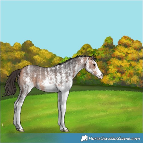 Horse Color:White Spotted Bay Rabicano 