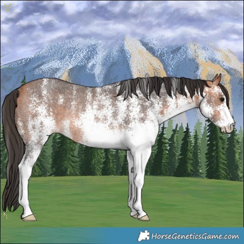 Horse Color:White Spotted Bay Rabicano
