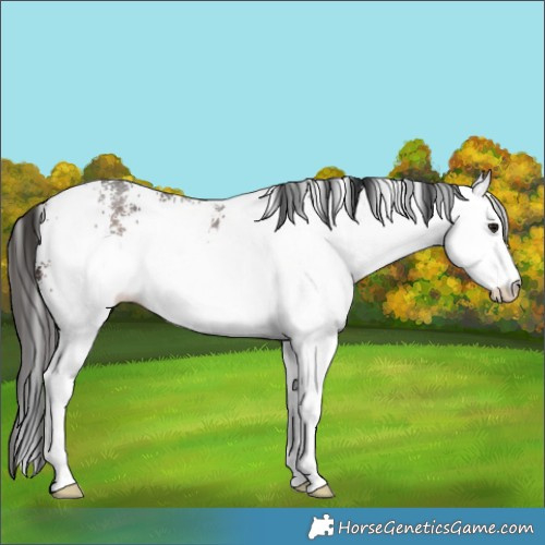 Horse Color:White Spotted Brown Rabicano 