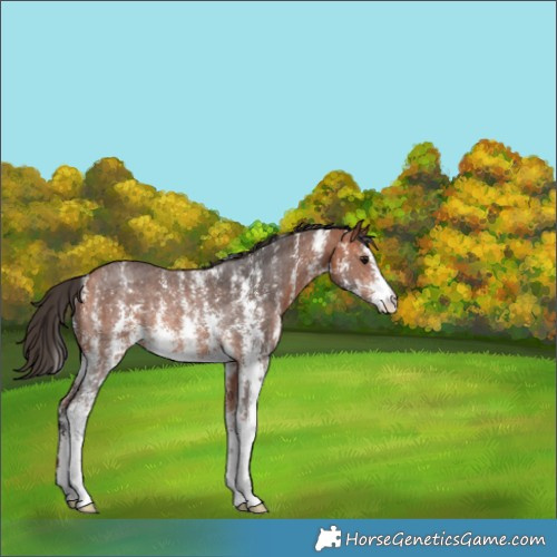 Horse Color:Bay Sabino Rabicano 
