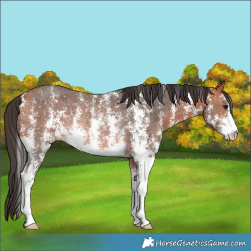Horse Color:Bay Sabino Rabicano 