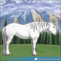 Horse Color:White Spotted Brown Rabicano 