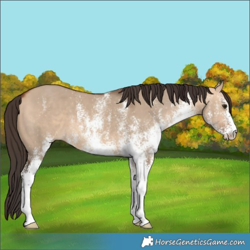 Horse Color:White Spotted Bay Dun 