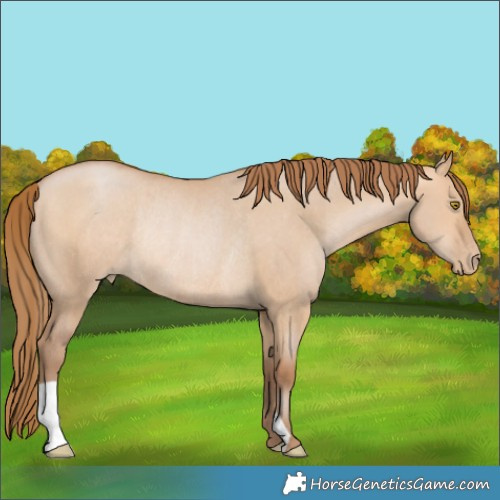 Horse Color:Bay Pearl Dun Rabicano 