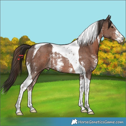 Horse Color:Liver Chestnut Sabino Tobiano Rabicano 