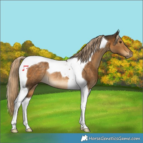 Horse Color:Chocolate Palomino Tobiano Rabicano 