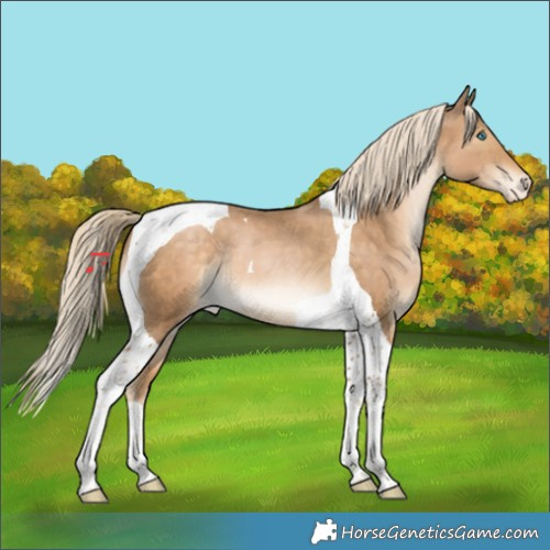 Horse Color:Chocolate Palomino Pearl Tobiano Appaloosa 