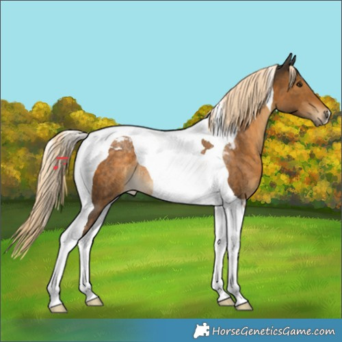 Horse Color:Chocolate Palomino Tobiano Rabicano 