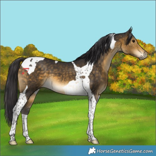 Horse Color:Buckskin Tobiano 