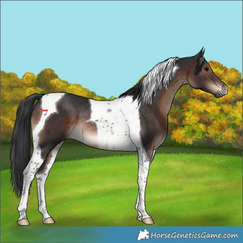 Horse Color:Brown Tobiano Rabicano 