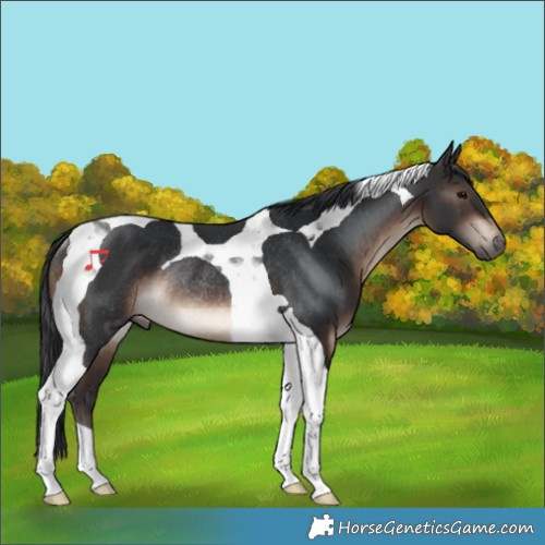 Horse Color:Brown Tobiano Rabicano 