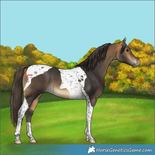 Horse Color:Buckskin Tobiano 